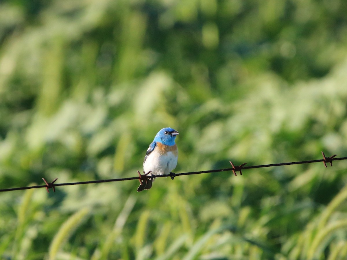 Lazuli Bunting - ML470065481