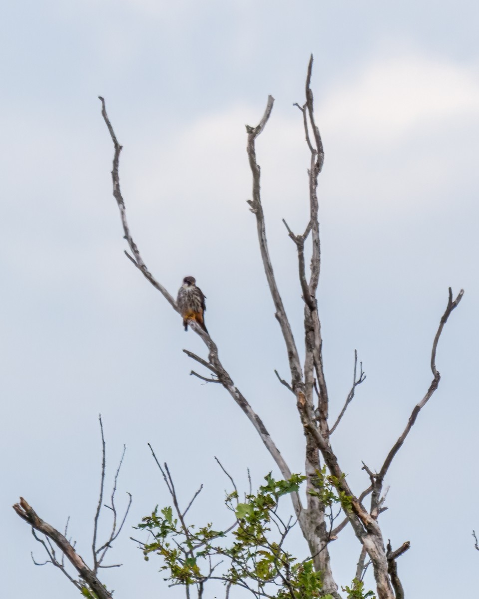 Eurasian Hobby - Maurice Frerejean