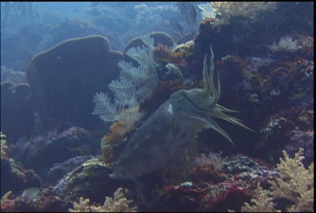 Broadclub Cuttlefish - ML470066