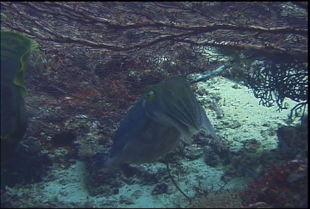 Broadclub Cuttlefish - ML470067