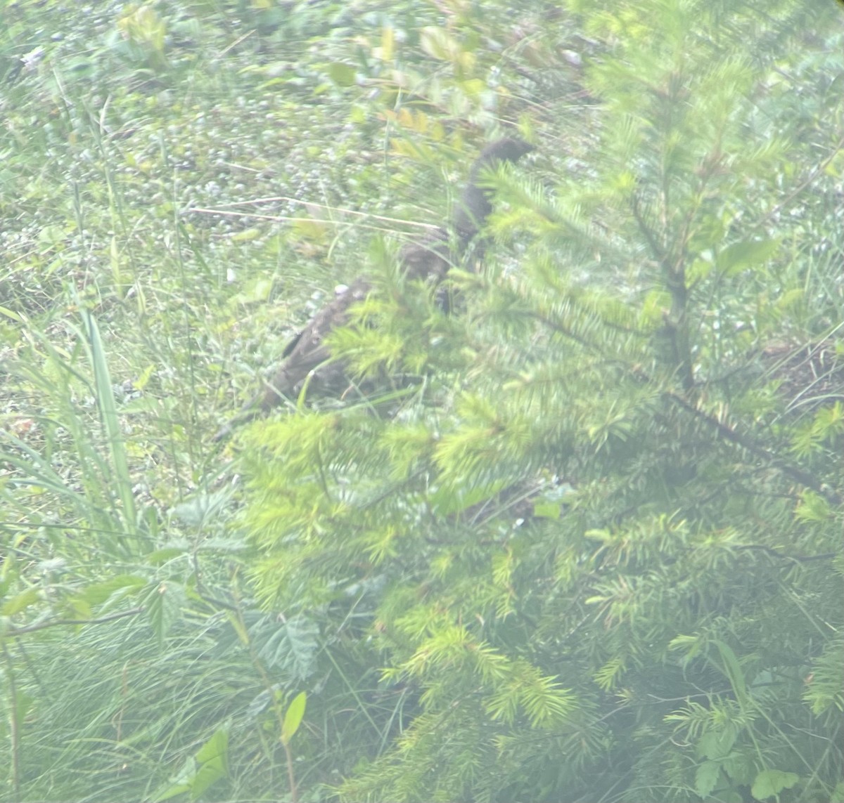 Sooty Grouse - ML470067821