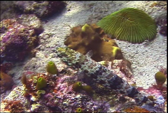 Twospot Lizardfish - ML470068