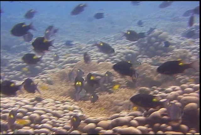 Striped Large-eye Bream - ML470070