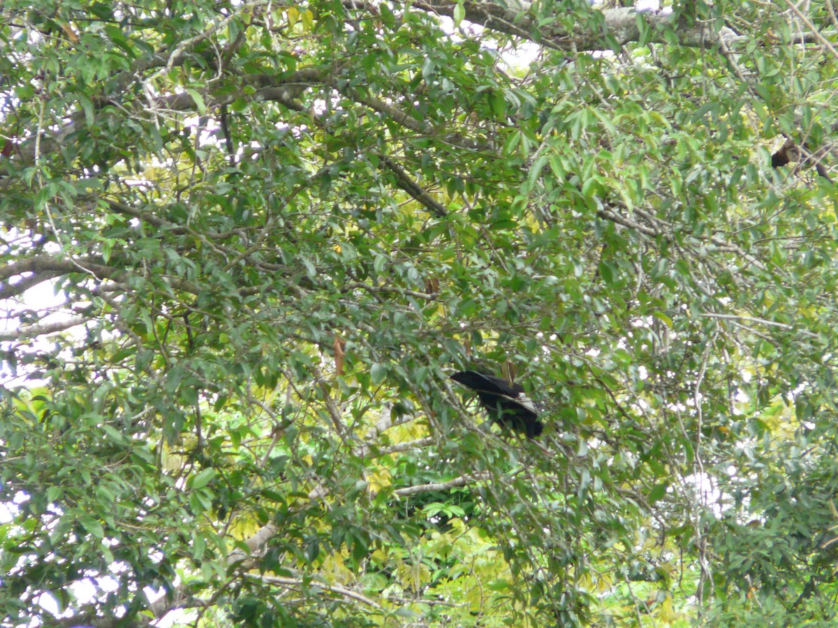 White-throated Piping-Guan - Bill Crins