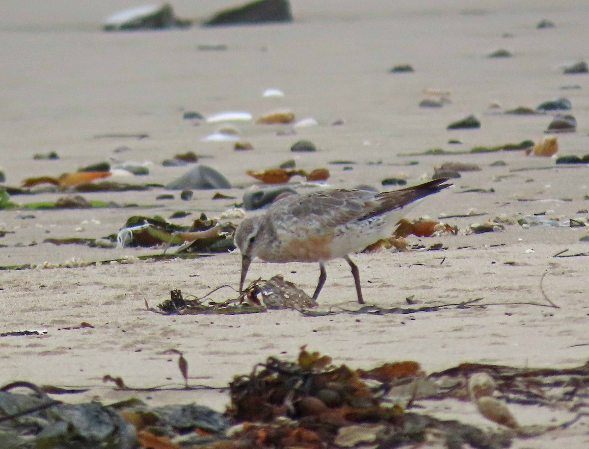 Red Knot - ML470071501