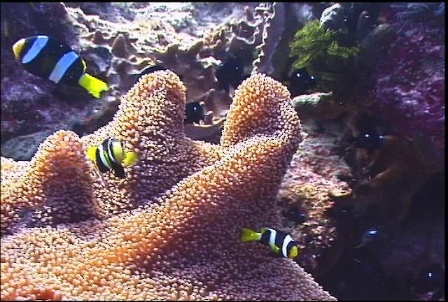 Clark's Anemonefish - ML470072