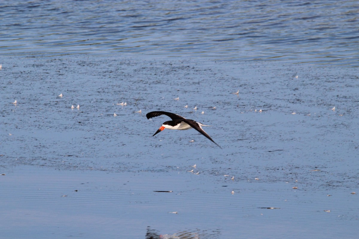 Black Skimmer - Coen Kliewer