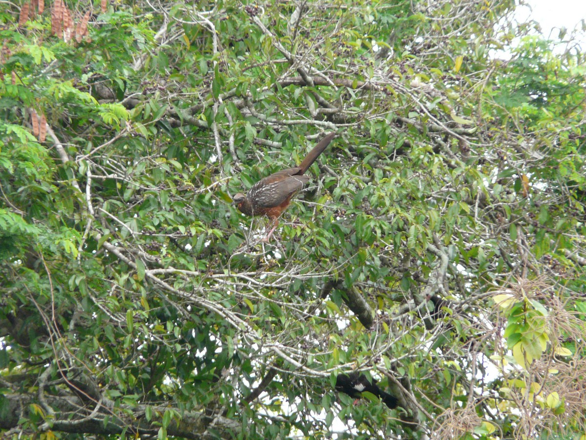 Chestnut-bellied Guan - Bill Crins