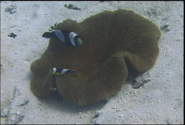 Saddleback Anemonefish - ML470073