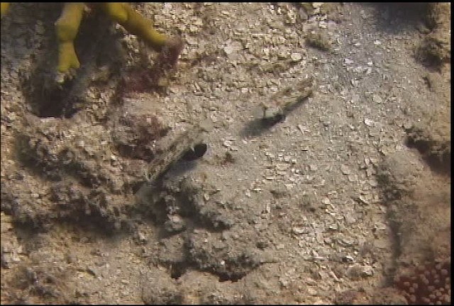 Signal goby - ML470074