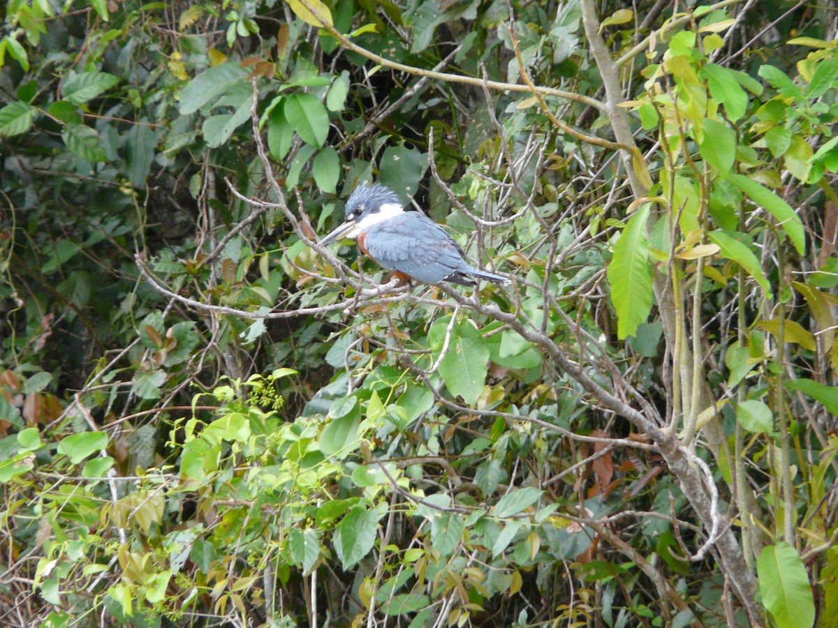 Ringed Kingfisher - ML47007441