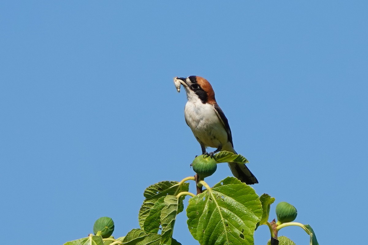 Woodchat Shrike - Samuel Aunión Díaz