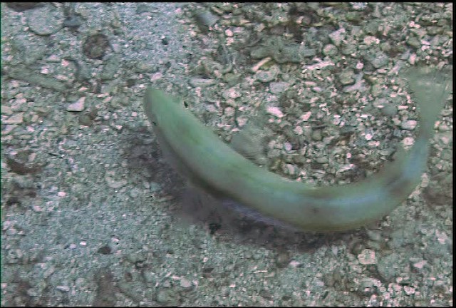 Tilefishes - ML470075