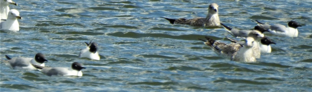 Mouette de Bonaparte - ML470075161