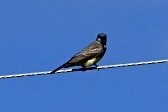 Cassin's Kingbird - ML470076691