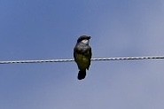 Cassin's Kingbird - ML470076701