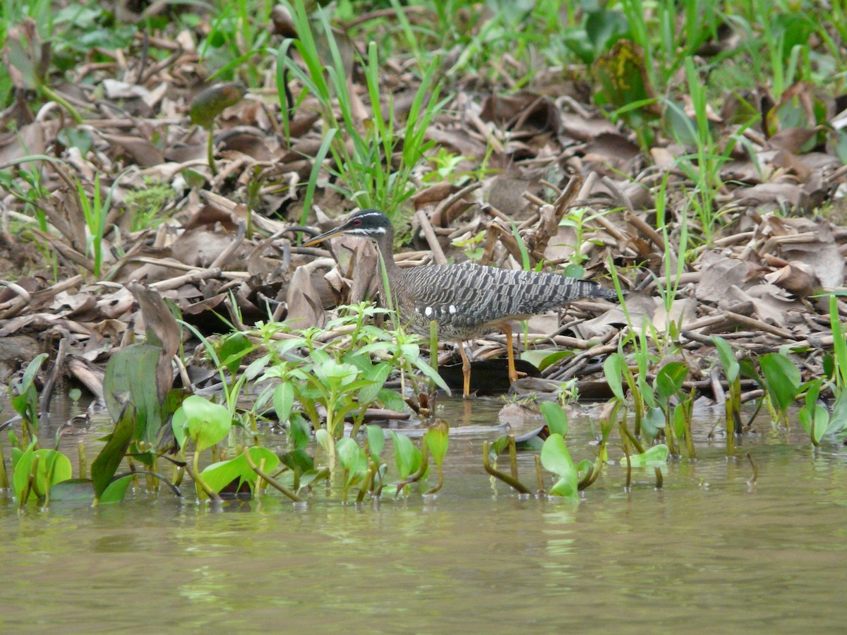 Sunbittern - ML47007701