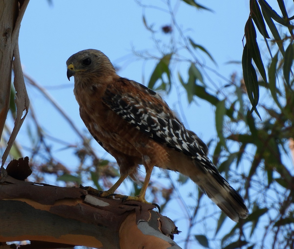 Red-shouldered Hawk - ML470078361