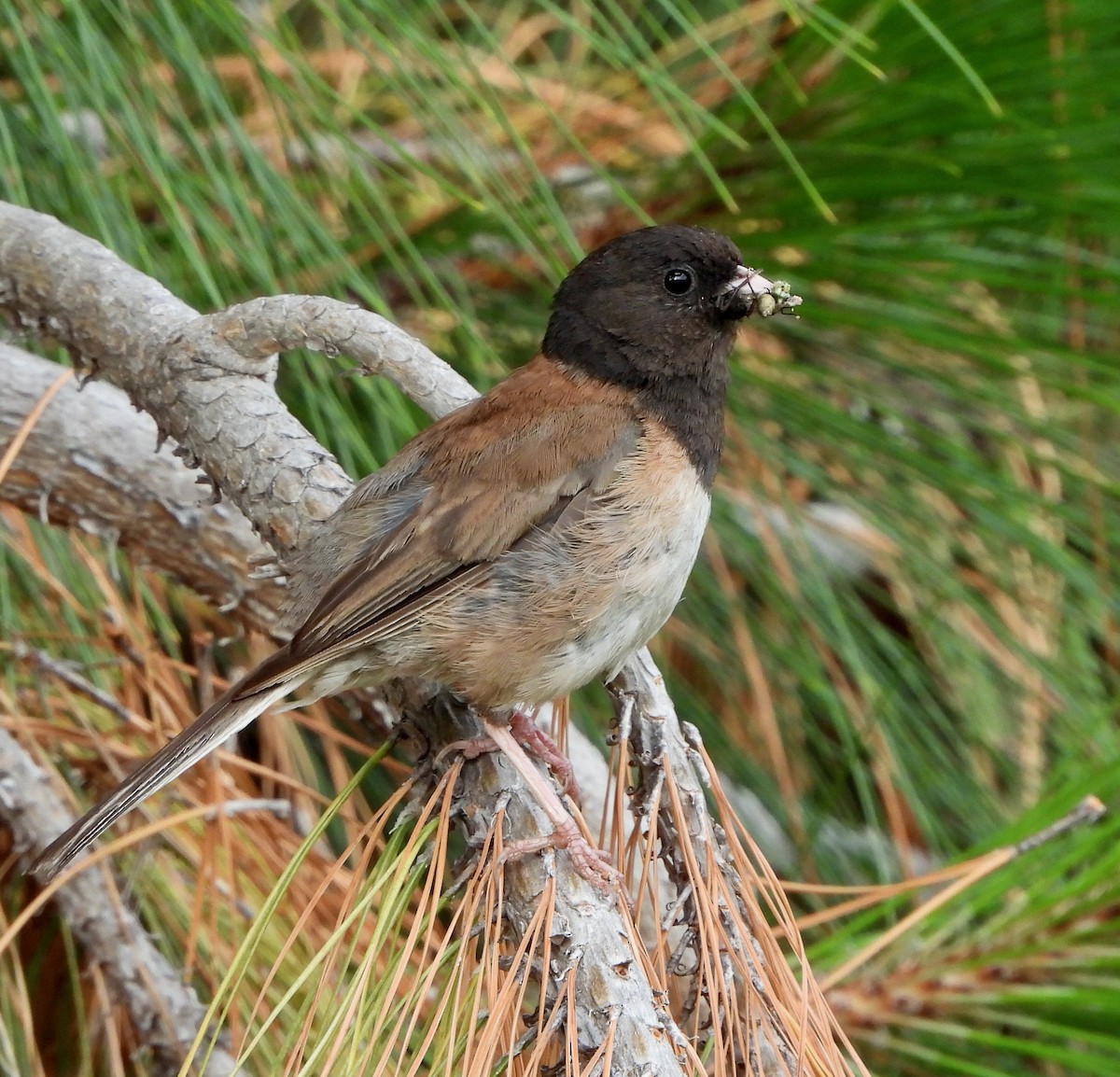 Dark-eyed Junco (Oregon) - ML470078571