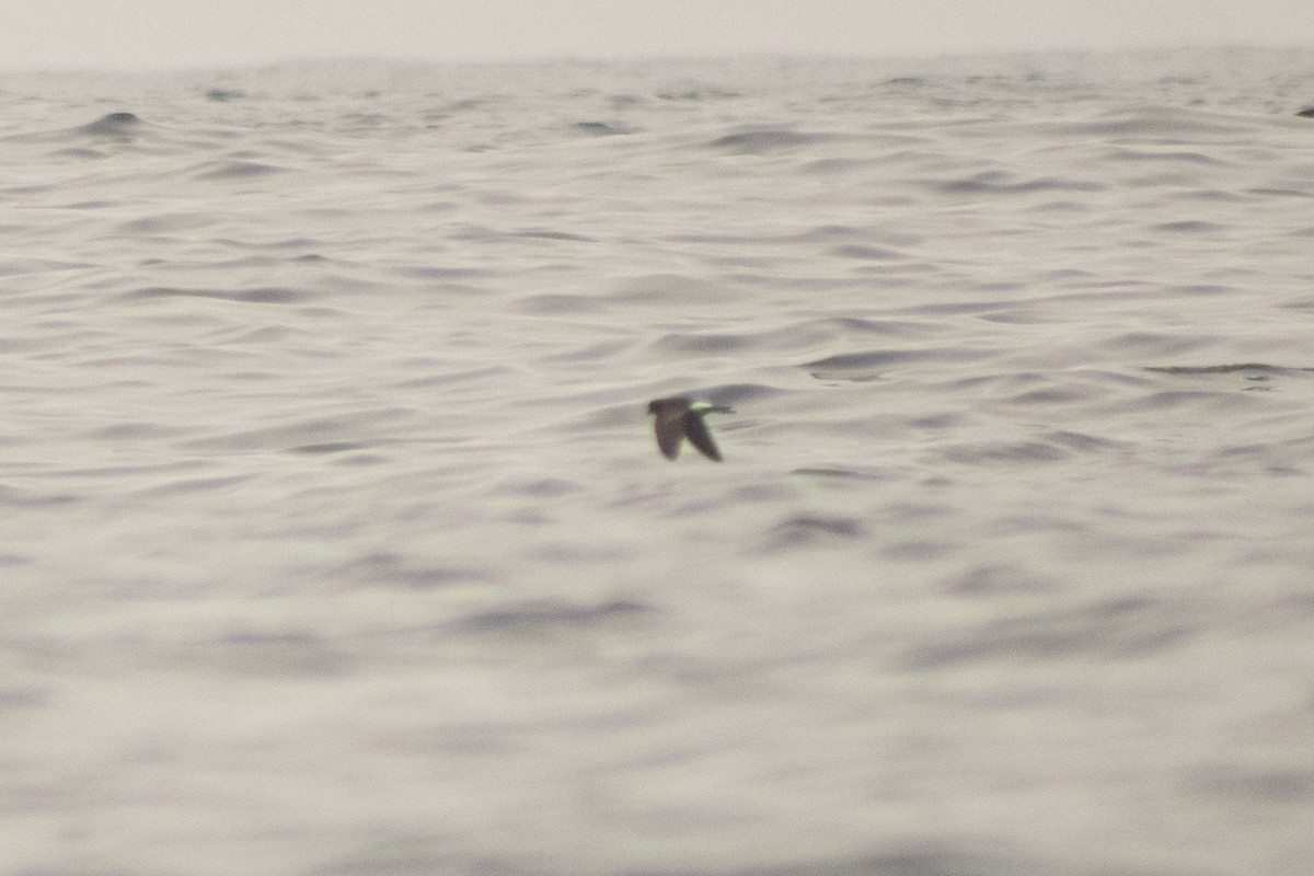 黃蹼洋海燕 - ML470078971