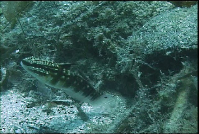 Banded Goby - ML470079