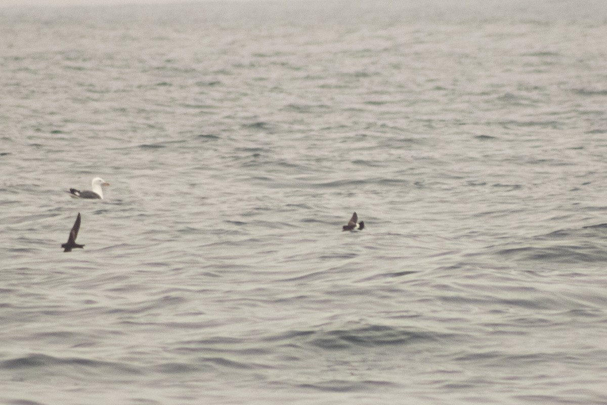 黃蹼洋海燕 - ML470079021