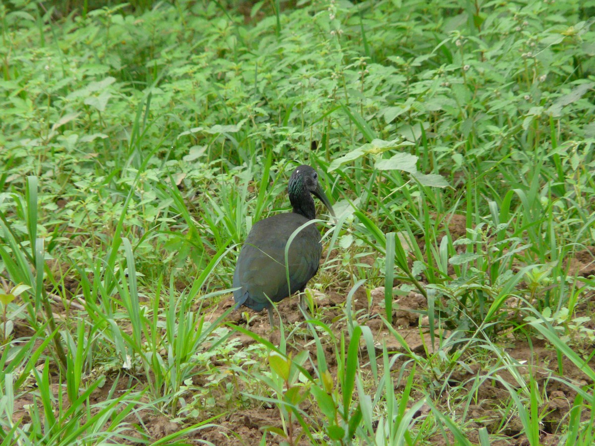 Green Ibis - Bill Crins