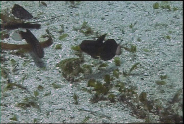 Banded Goby - ML470080