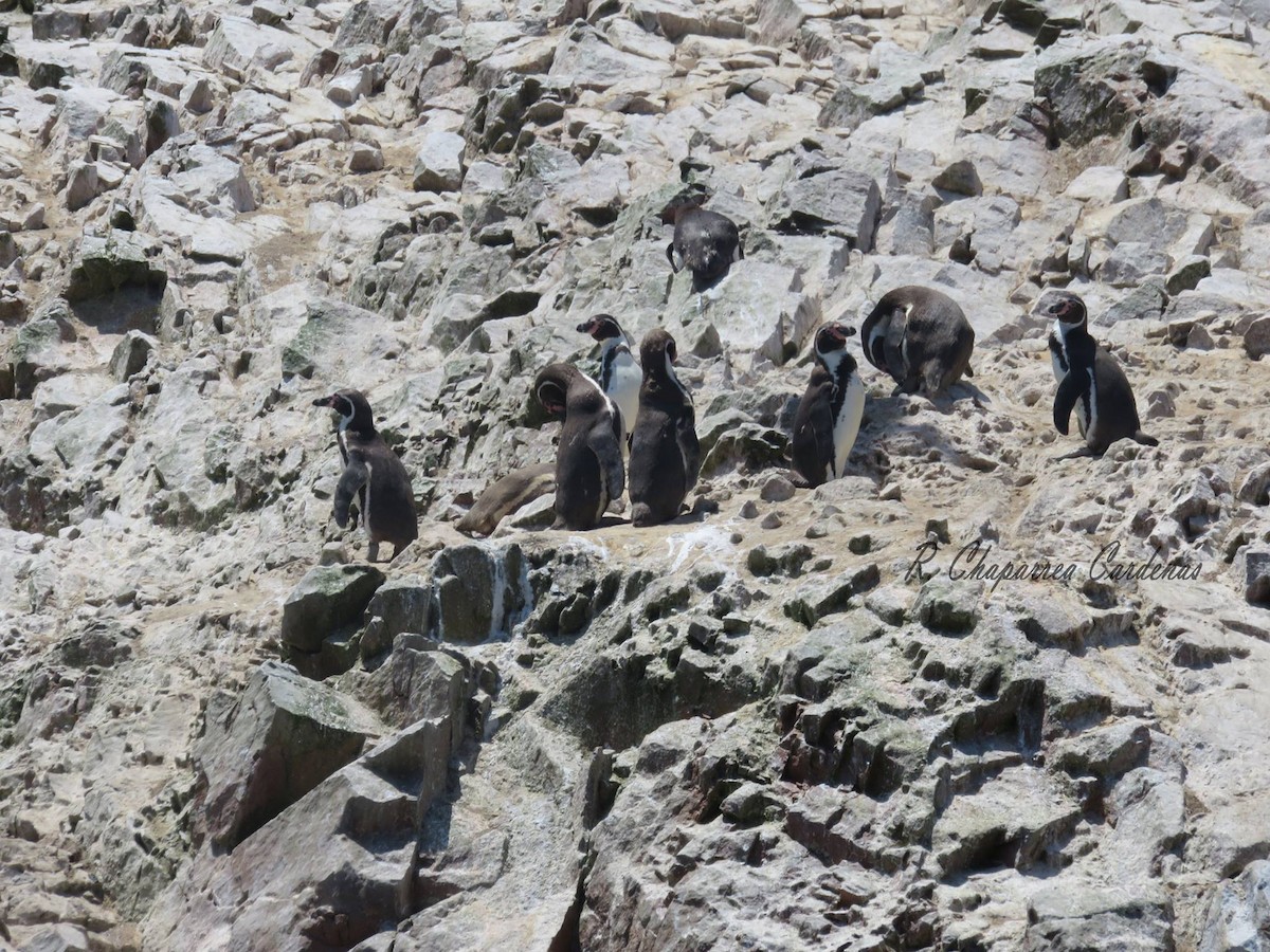 Humboldt Penguin - Rolando Chaparrea Cardenas