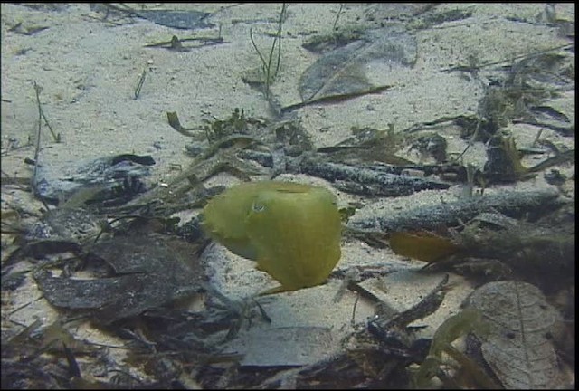 Broadclub Cuttlefish - ML470083