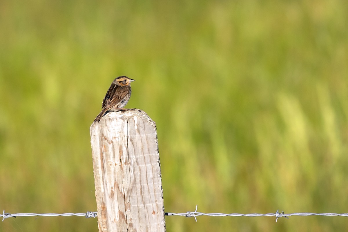 Nelson's Sparrow - ML470083491