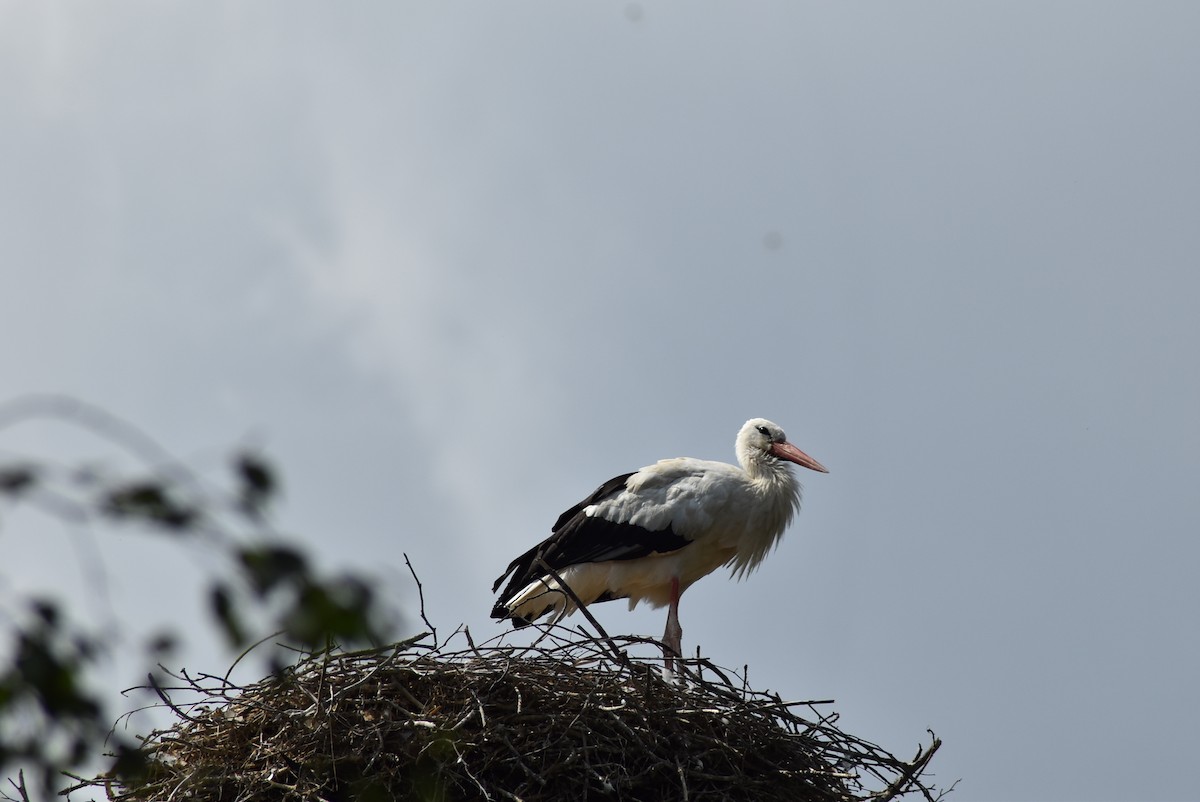 White Stork - ML470083621