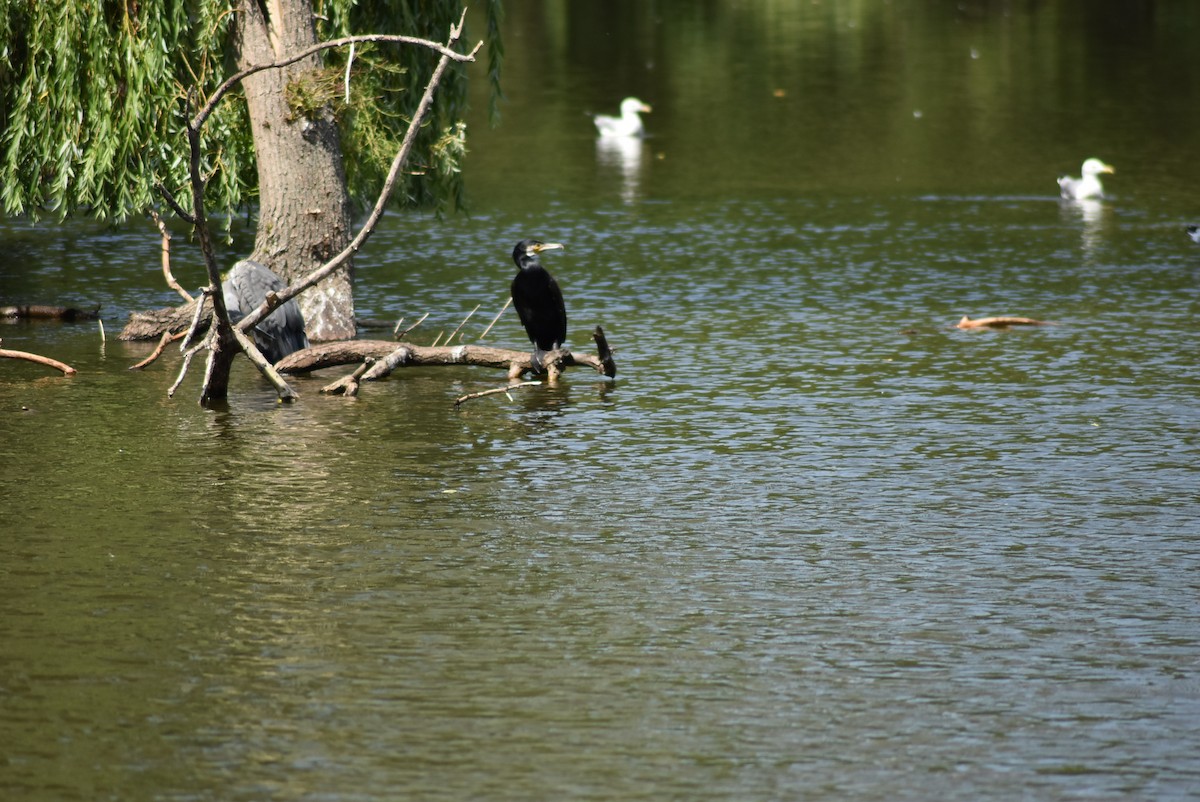 Great Cormorant - ML470083721