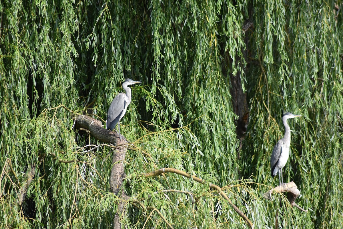Gray Heron - ML470083881