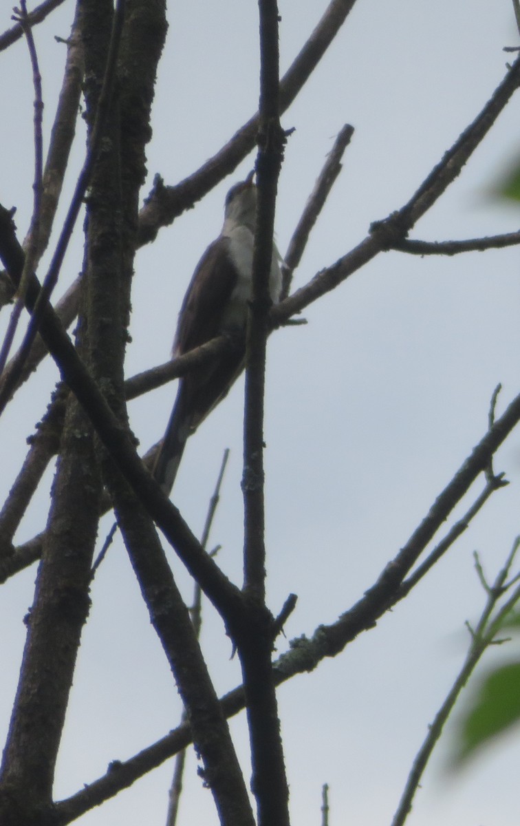Yellow-billed Cuckoo - ML470083971