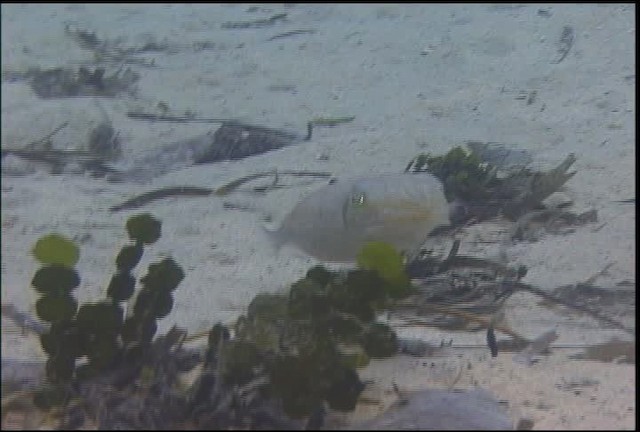 Broadclub Cuttlefish - ML470084