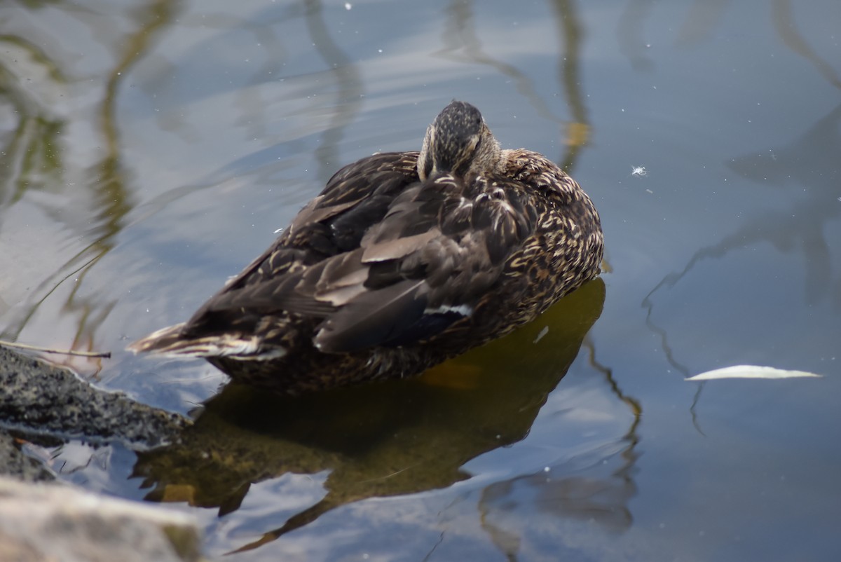 Mallard - ML470084691