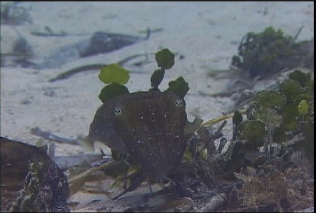 Broadclub Cuttlefish - ML470085