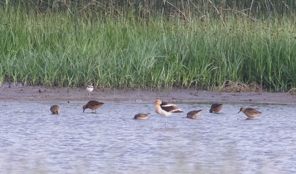 Short-billed Dowitcher - ML470085141