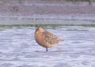 Short-billed Dowitcher - ML470085151