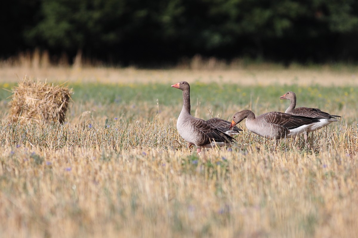 Graylag Goose - Grzegorz Burkowski