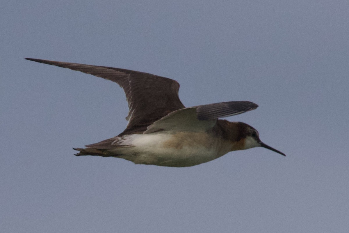 Phalarope de Wilson - ML470085611