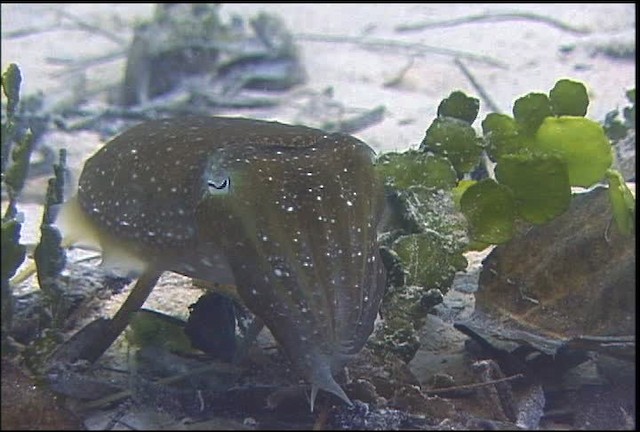 Broadclub Cuttlefish - ML470086