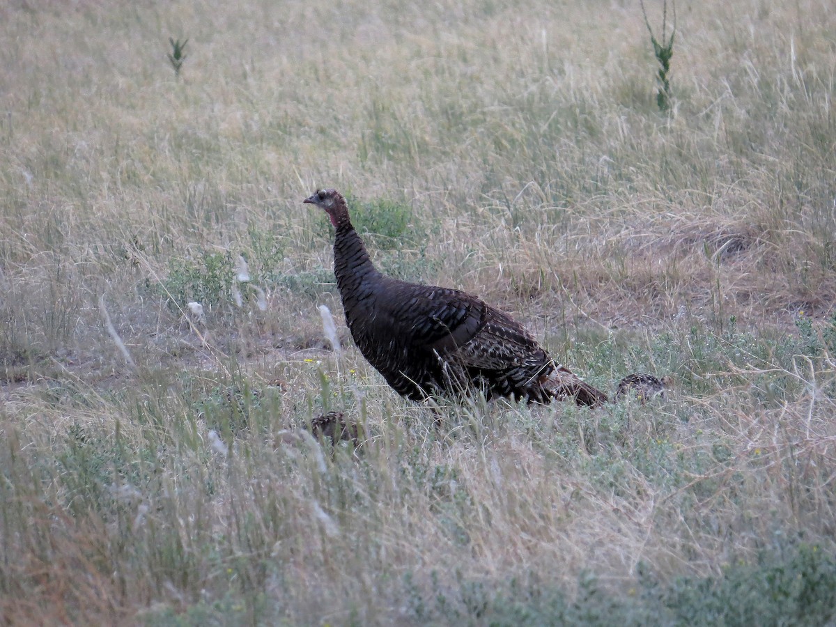 Wild Turkey - Ann Truesdale