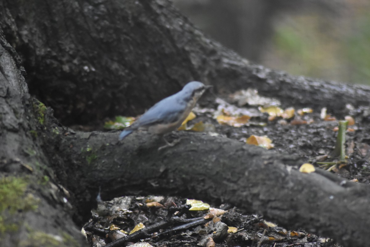 Eurasian Nuthatch - ML470086481