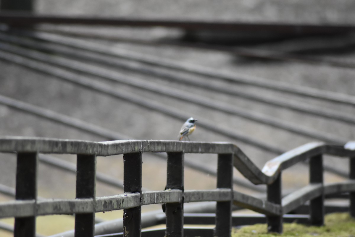 Common Redstart - ML470086541
