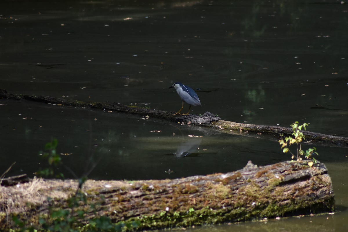 Black-crowned Night Heron - ML470086891