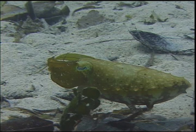 Broadclub Cuttlefish - ML470087