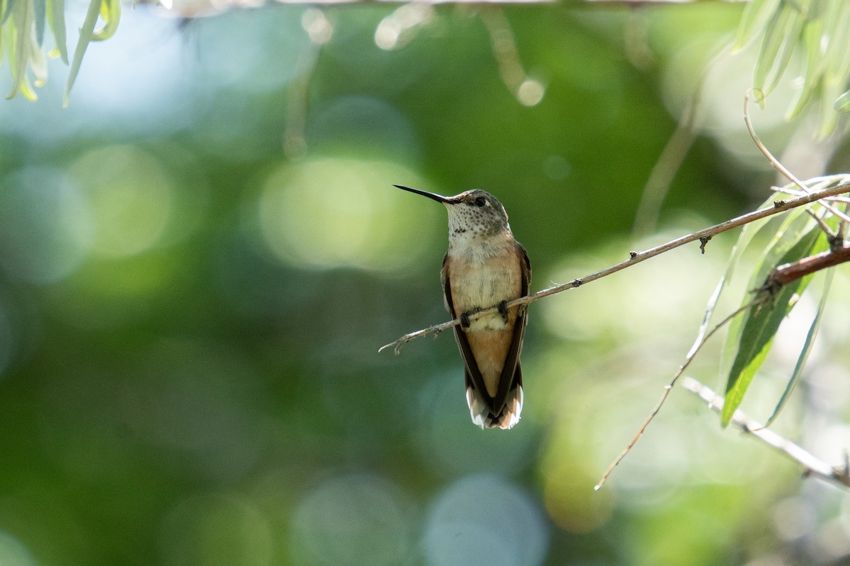 Broad-tailed Hummingbird - ML470087431