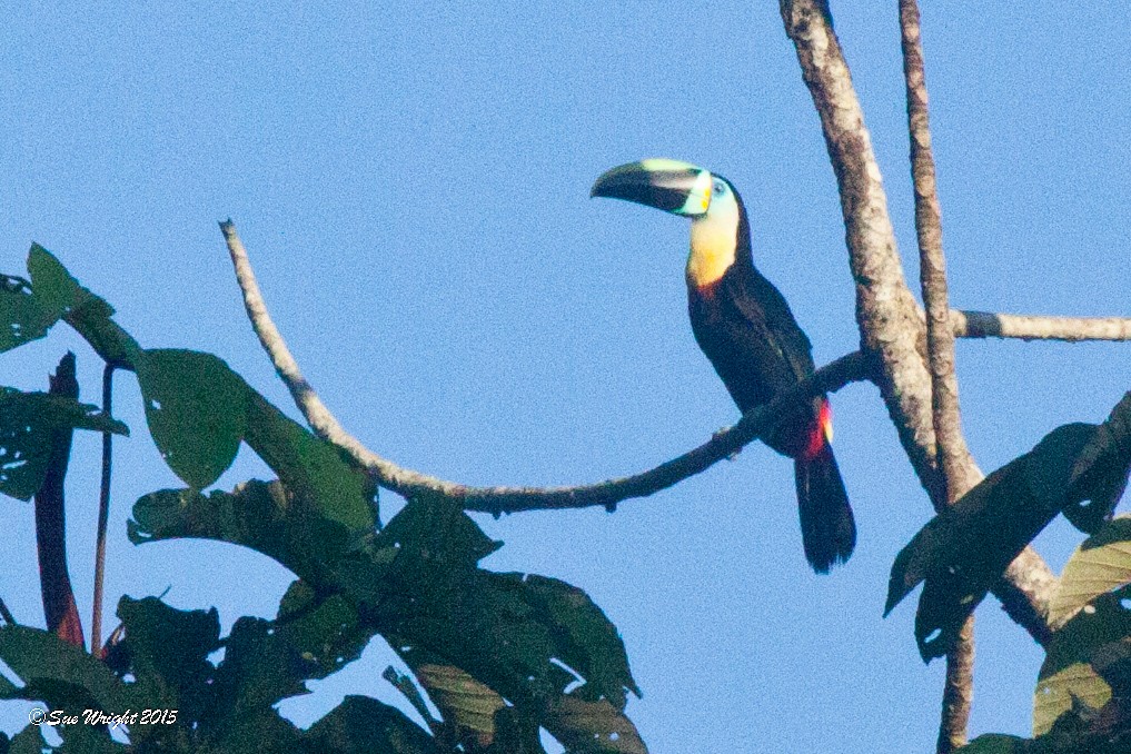 Channel-billed Toucan (Citron-throated) - Sue Wright